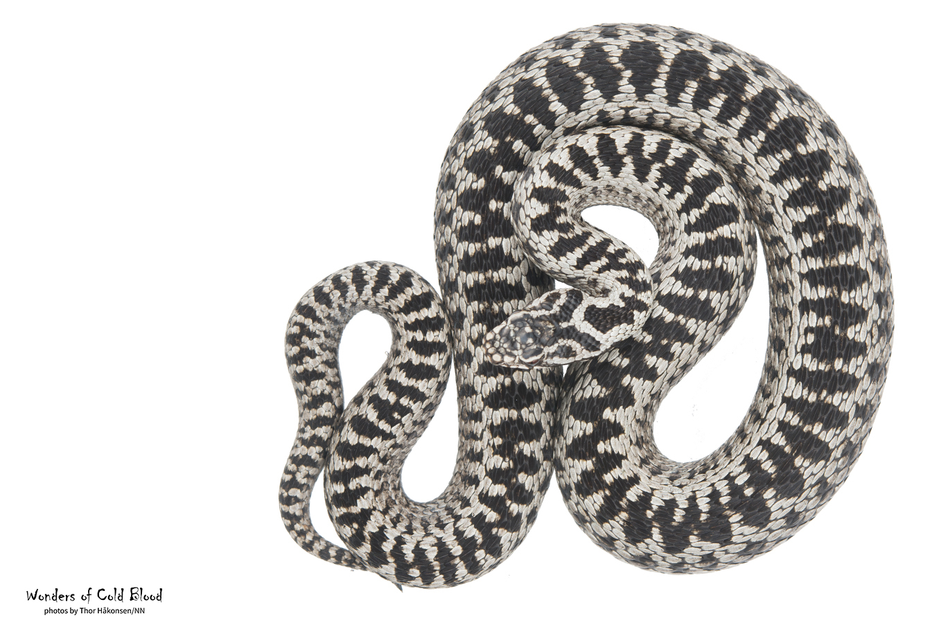 Sort-hvit slange med detaljerte mønstre, sammenrullet på hvit bakgrunn